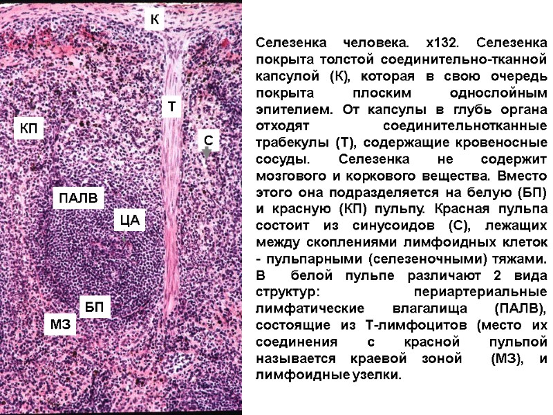 Селезенка человека. х132. Селезенка покрыта толстой соединительно-тканной капсулой (К), которая в свою очередь покрыта